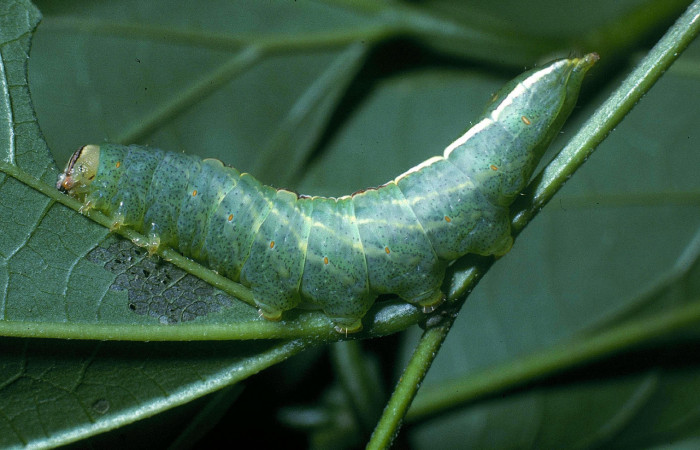 Fig.7 Vista lateral de <i>Rifargia mortis</i></i> (Notodontidae) se colectó 13 junio 2004, Sector Santa Rosa, Cerco de Piedra 285mts. (04-SRNP-10999-DHJ83363.jpg).