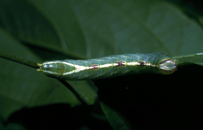 Fig.8 Vista dorsal de <i>Rifargia mortis</i></i> (Notodontidae) se colectó 13 junio 2004, Sector Santa Rosa, Cerco de Piedra 285mts. (04-SRNP-10999-DHJ83367.jpg).