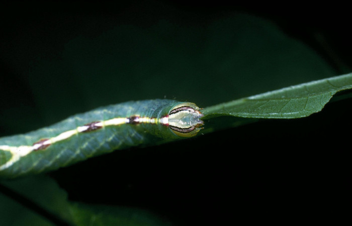 Fig.9 Vista frontal de <i>Rifargia mortis</i></i> (Notodontidae) se colectó 13 junio 2004, Sector Santa Rosa, Cerco de Piedra 285mts. (04-SRNP-10999-DHJ83368.jpg).