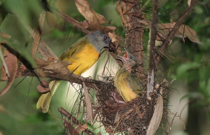 Fig. 10 Tangara Cabecigrís, Gray-headed Tanager <i>Eucometis penicillata</i></i> (Thraupidae) entregando una araña a sus pichones; Estación Biológica Los Almendros Sector El Hacha, 05 de setiembre 2021. Foto: Roster Moraga.