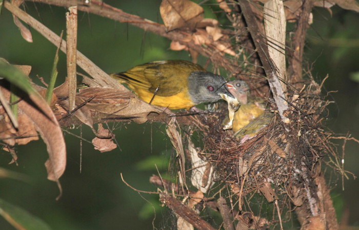 Fig. 11 Tangara Cabecigrís, Gray-headed Tanager <i>Eucometis penicillata</i></i> (Thraupidae) quitando el saco fecal a sus pichones; Estación Biológica Los Almendros Sector El Hacha, 07 de setiembre 2021. Foto: Roster Moraga.