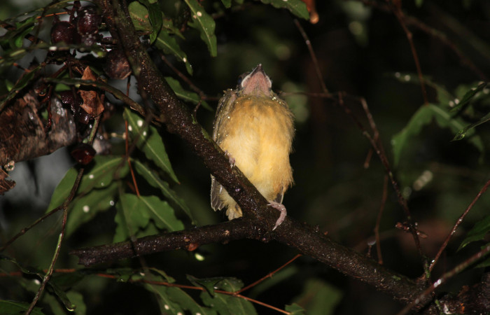 Fig. 12 Polluelo Tangara Cabecigrís, Gray-headed Tanager <i>Eucometis penicillata</i></i> (Thraupidae) perchado sobre el sotobosque; Estación Biológica Los Almendros Sector El Hacha, 06 de setiembre 2021. Foto: Roster Moraga.