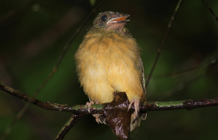 Fig. 13 Pichón Tangara Cabecigrís, Gray-headed Tanager <i>Eucometis penicillata</i></i> (Thraupidae) perchado sobe el sotobosque; Estación Biológica Los Almendros Sector El Hacha, 07 de setiembre 2021. Foto: Roster Moraga.