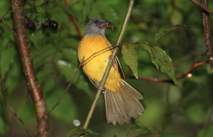 Fig. 14 Tangara Cabecigrís, Gray-headed Tanager <i>Eucometis penicillata</i></i> (Thraupidae) llevando un grillo a sus pichones; Estación Biológica Los Almendros Sector El Hacha, 07 de setiembre 2021. Foto: Roster Moraga.