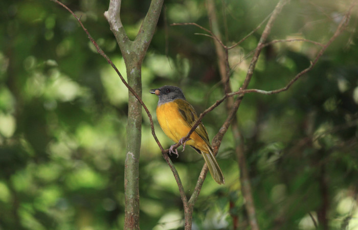 Fig. 1 Tangara Cabecigrís, Gray-headed Tanager <i>Eucometis penicillata</i></i> (Thraupidae) perchada en una rama con alimento en su pico; Los Almendros Sector El Hacha, 10 de marzo 2021. Foto: Roster Moraga.