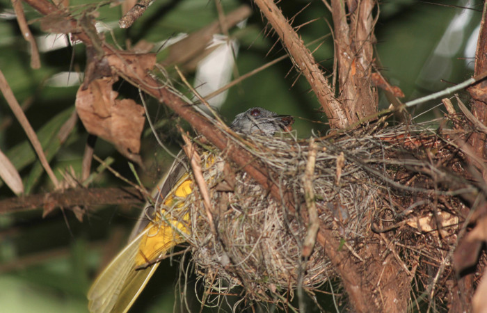Fig. 2 Tangara Cabecigrís, Gray-headed Tanager <i>Eucometis penicillata</i></i> (Thraupidae) alimentando a sus pichones con una araña; nido en una palma de <i>Bactris guineensis</i></i> (Arecaceae) Estación Biológica Los Almendros Sector El Hacha, 10 de marzo 2021. Foto: Roster Moraga.