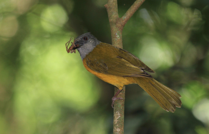 Fig. 3 Tangara Cabecigrís, Gray-headed Tanager <i>Eucometis penicillata</i></i> (Thraupidae) haciendo llamado a sus pichones con una araña; Estación Biológica Los Almendros Sector El Hacha, 08 de junio 2021. Foto: Roster Moraga.