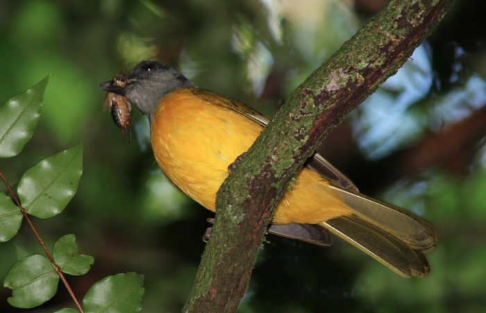 Fig. 4 Tangara Cabecigrís, Gray-headed Tanager <i>Eucometis penicillata</i></i> (Thraupidae) llevando un grillo a sus pichones; Estación Biológica Los Almendros Sector El Hacha, 08 de junio 2021. Foto: Roster Moraga.