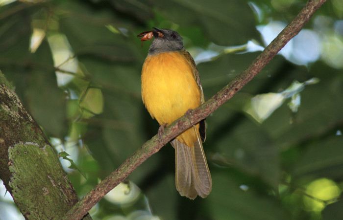 Fig. 5 Tangara Cabecigrís, Gray-headed Tanager <i>Eucometis penicillata</i></i> (Thraupidae) llevando una cucaracha a sus pichones; Los Almendros Sector El Hacha, 08 de junio 2021. Foto: Roster Moraga.