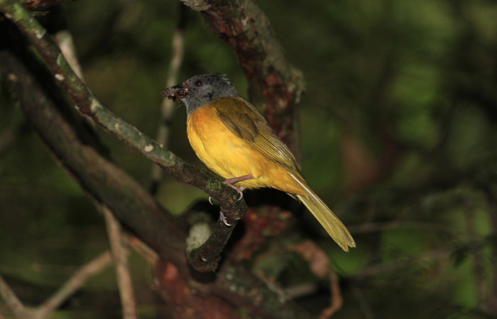 Fig. 6 Tangara Cabecigrís, Gray-headed Tanager <i>Eucometis penicillata</i></i> (Thraupidae) llevando una cucaracha y un caracol a sus pichones; Estación Biológica Los Almendros Sector El Hacha, 10 de junio 2021. Foto: Roster Moraga.