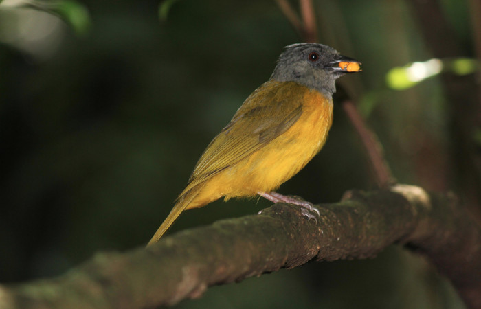 Fig. 7 Tangara Cabecigrís, Gray-headed Tanager <i>Eucometis penicillata</i></i> (Thraupidae) llevando un pedazo de soncoya a sus pichones; Estación Biológica Los Almendros Sector El Hacha, 08 de junio 2021. Foto: Roster Moraga.