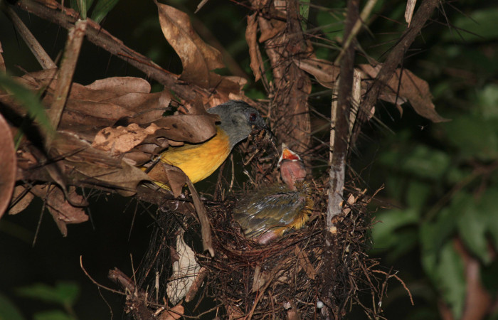 Fig. 8 Tangara Cabecigrís, Gray-headed Tanager <i>Eucometis penicillata</i></i> (Thraupidae) alimentando con una araña a sus pichones; Estación Biológica Los Almendros Sector El Hacha, 03 de setiembre 2021. Foto: Roster Moraga.
