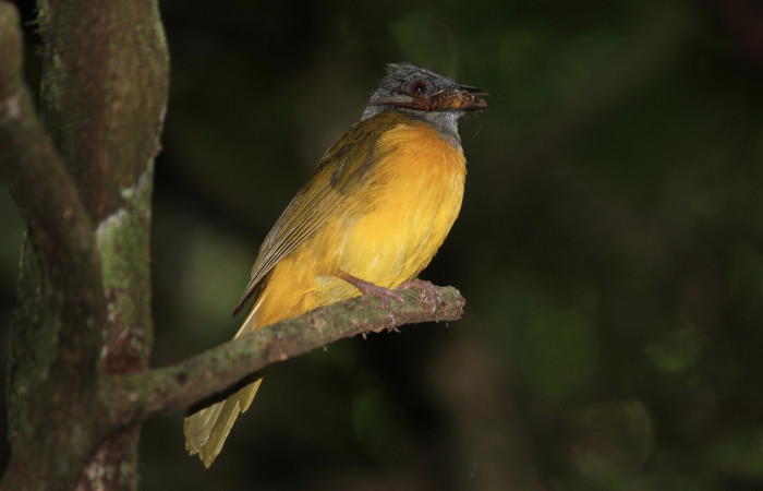 Fig. 9 Tangara Cabecigrís, Gray-headed Tanager <i>Eucometis penicillata</i></i> (Thraupidae) llevando un grillo a sus pichones; Estación Biológica Los Almendros Sector El Hacha, 04 de setiembre 2021. Foto: Roster Moraga.