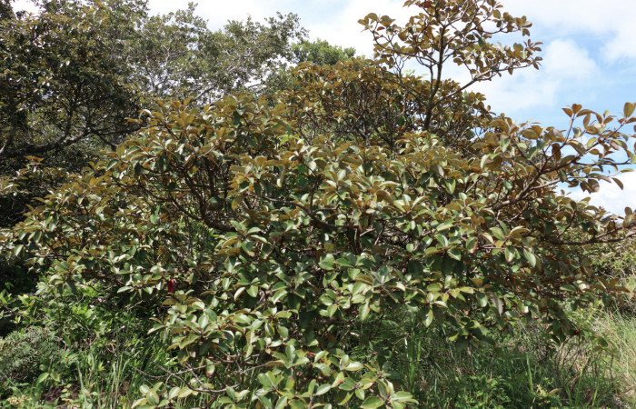 Fig.10 Planta <i>Byrsonima crassifolia</i></i> (Malpighiaceae), hospedera de la larva <i>Apatelodes firmiana</i></i>,(Apatelodidae), Sector Santa María, Calzón Roto. Foto Elieth Cantillano 09 Octubre 2021.
