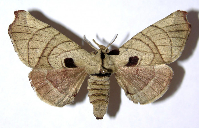 Fig.1 Adulto <i>Apatelodes firmiana</i></i> mostrando la parte dorsal.Voucher: 04-SRNP-13349-DHJ329502.
