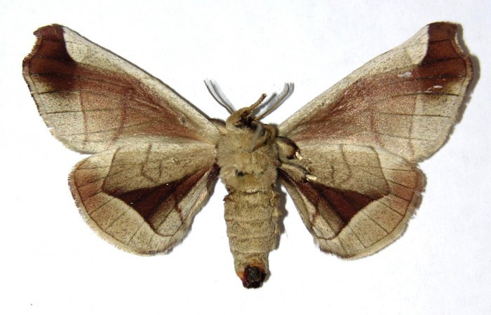 Fig. 2 Adulto <i>Apatelodes firmiana</i></i> mostrando la parte ventral.Voucher: 04-SRNP-13349-DHJ329503.
