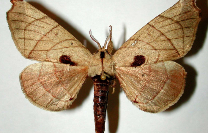 Fig.3 Adulto <i>Apatelodes firmiana</i></i> mostrando la parte dorsal.Voucher: 92-SRNP-2981-DHJ33294.
