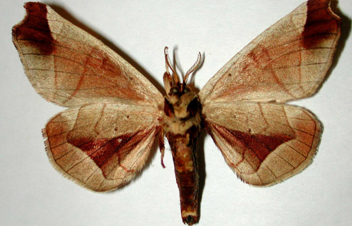 Fig. 4 Adulto <i>Apatelodes firmiana</i></i> mostrando la parte ventral.Voucher: 92-SRNP-2981-DHJ33295.
