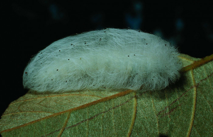 Fig.6 Larva <i>Apatelodes firmiana</i></i>, mostrando la parte lateral entero, en hoja de <i>Byrsonima crassifolia</i></i> (Malpighiaceae). Voucher: 84-SRNP-1563-DHJ8412.jpg.
