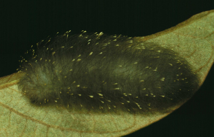 Fig.7 Larva <i>Apatelodes firmiana</i></i>, mostrando la parte lateral entero, en hoja de <i>Byrsonima crassifolia</i></i> (Malpighiaceae). Voucher: 91-SRNP-1394-DHJ14431.jpg.