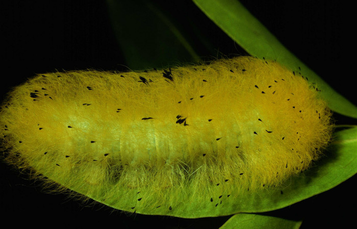 Fig.8 Larva <i>Apatelodes firmiana</i></i>, mostrando la parte lateral entero, en hoja de <i>Heteropterys laurifolia</i></i> (Malpighiaceae). Voucher: 92-SRNP-2981-DHJ15696.jpg.