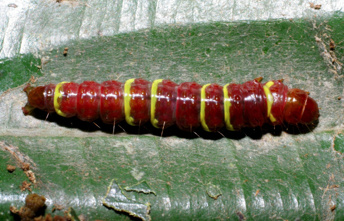 Figura 1. <i>Chlamydastis elenaulateae</i></i> (Depressariidae) último estadio, posición dorsal. Estación Caribe, Puente Río Negro. Voucher 06-SRNP-43625-DHJ417289.jpg.
