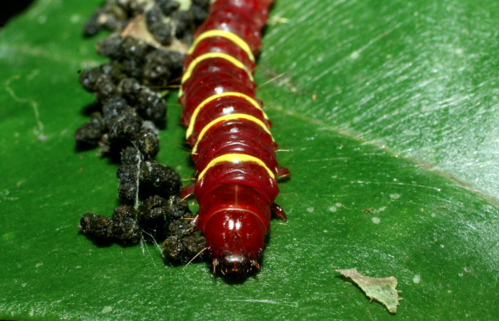 Figura 5. <i>Chlamydastis elenaulateae</i></i> (Depressariidae) ultimo estadio, posición frontal. Sector San Cristobal, Puente Palma. Voucher 09-SRNP-2109-DHJ454092.jpg.
