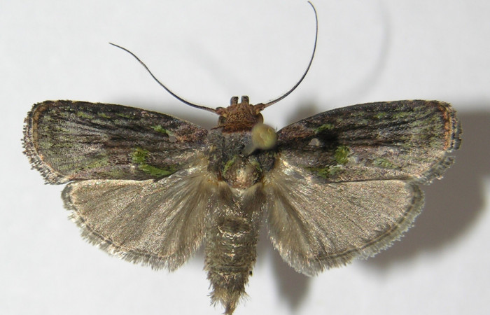 Figura 12. Adulto de <i>Chlamydastis elenaulateae</i></i> (Depressariidae) vista dorsal. Voucher 09-SRNP-71286-DHJ516684.jpg.