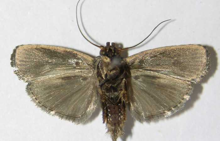 Figura 13. Adulto de <i>Chlamydastis elenaulateae</i></i> (Depressariidae) vista dorsal. Voucher 09-SRNP-71286-DHJ516685.jpg.