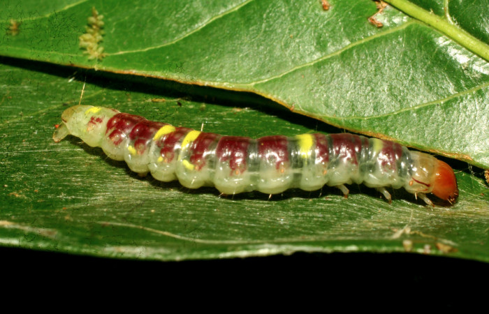Figura 6. <i>Chlamydastis elenaulateae</i></i> (Depressariidae) ultimo estadio, posición lateral. Sector Pitilla, Sendero Naciente. Voucher 10-SRNP-30440-DHJ467475.jpg.