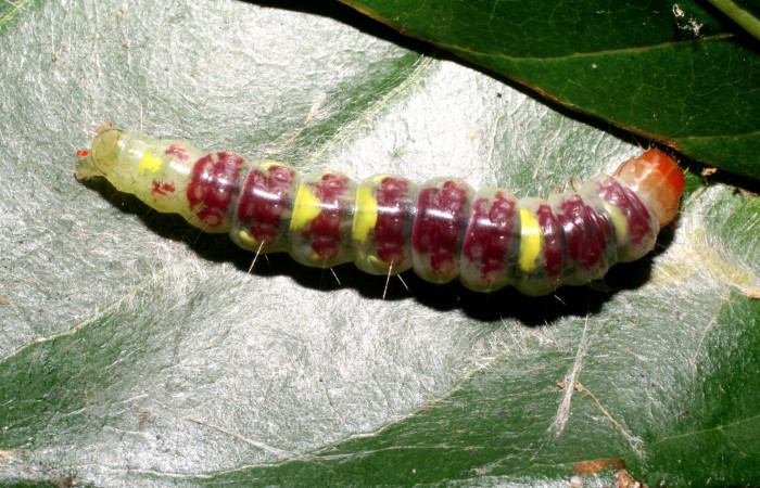 Figura 7. <i>Chlamydastis elenaulateae</i></i> (Depressariidae) ultimo estadio, posición dorsal. Sector Pitilla, Sendero Naciente. Voucher 10-SRNP-30440-DHJ467476.jpg.