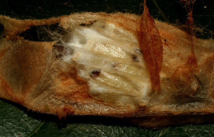 Figura 10. Capullo de prepupa de <i>Chlamydastis elenaulateae</i></i> (Depressariidae) parasitada, por avispas de la familia (Braconidae) <i>Hypomicrogaster</i></i> Whitfield21. Voucher 10-SRNP-30440-DHJ471465.jpg.