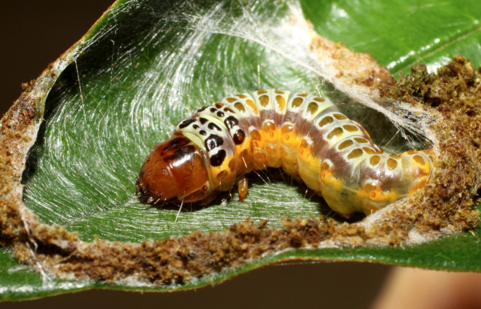 Figura 9. <i>Chlamydastis elenaulateae</i></i> (Depressariidae) ultimo estadio, posición lateral. Estación Caribe, San Lucas. Voucher 10-SRNP-41249-DHJ468905.jpg.