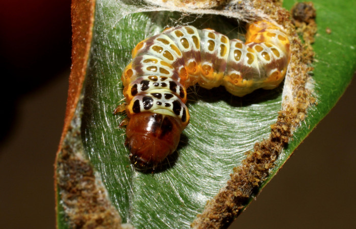 Figura 8. <i>Chlamydastis elenaulateae</i></i> (Depressariidae) ultimo estadio, posición frontal. Estación Caribe, San Lucas. Voucher 10-SRNP-41249-DHJ468906.jpg.