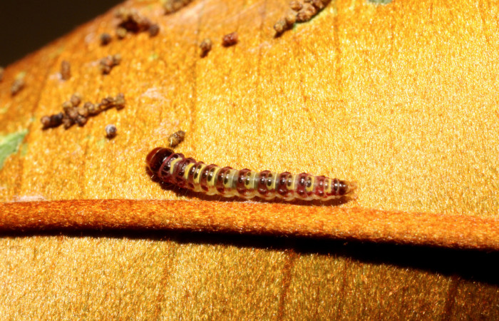 Figura 2. <i>Chlamydastis elenaulateae</i></i> (Depressariidae) tercer estadio, posición dorsal, Estación Caribe, San Lucas. Voucher 10-SRNP-41250-DHJ468911.jpg.