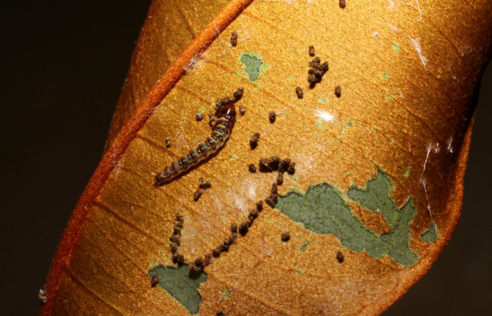 Figura 3. <i>Chlamydastis elenaulateae</i></i> (Depressariidae) tercer estadio, posición dorsal, Estación Caribe, San Lucas. Voucher 10-SRNP-41250-DHJ468915.jpg.