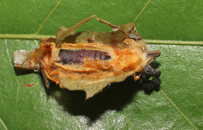 Figura 11. Pupa de <i>Chlamydastis elenaulateae</i></i> (Depressariidae). Sector San Cristóbal, Quebrada Sucia. Voucher 18-SRNP-2428-DHJ705957.jpg.