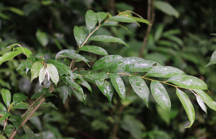 Figura 14. Planta hospedera <i>Chrysophyllum brenesii </i></i> (Sapotaceae) de Chlamydastis elenaulateae (Depressariidae) Sector San Cristóbal, Tajo Angeles. Foto. Carolina Cano. Noviembre 2018.