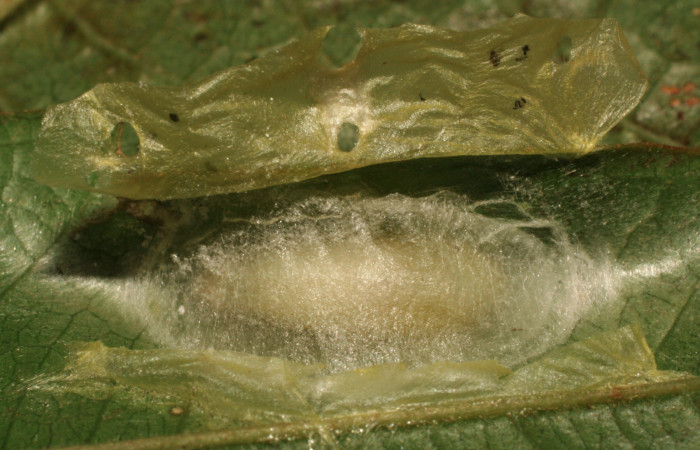 Fig. 10 Larva <i>Dalcerides mesoa</i></i> (Dalceridae), vista diagonal mide 10mm. Sendero Carica, Sector Pitilla, 740m. 11-SRNP-33268-DHJ484655.