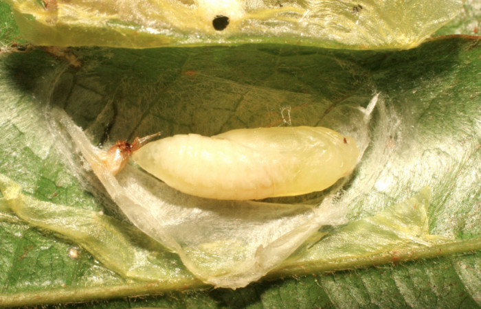 Fig. 11 Larva <i>Dalcerides mesoa</i></i> (Dalceridae), vista diagonal mide 10mm. Sendero Carica, Sector Pitilla, 740m. 11-SRNP-33268-DHJ484656.