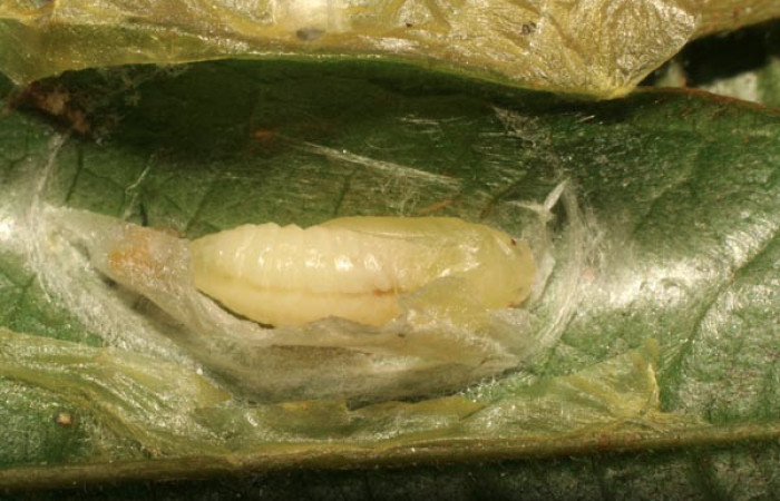 Fig. 12 Larva <i>Dalcerides mesoa</i></i> (Dalceridae), vista diagonal mide 10mm. Sendero Carica, Sector Pitilla, 740m. 11-SRNP-33268-DHJ484657.