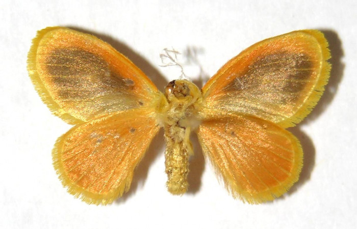 Fig. 14 Adulto <i>Dalcerides gugelmanni</i></i> (Dalceridae), vista ventral mide 19mm. Rio Blanco Abajo, Sector San Cristobal, 500m.04-SRNP-1059-DHJ329753.