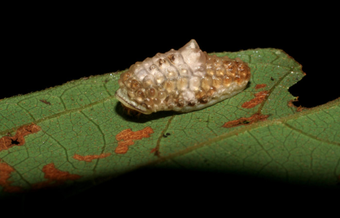 Fig. 15 Larva <i>Dalcerides gugelmanni</i></i> (Dalceridae), vista diagonal mide 9mm. Pasmompa, Sector Pitilla, 440m. 06-SRNP-33734-DHJ416324.