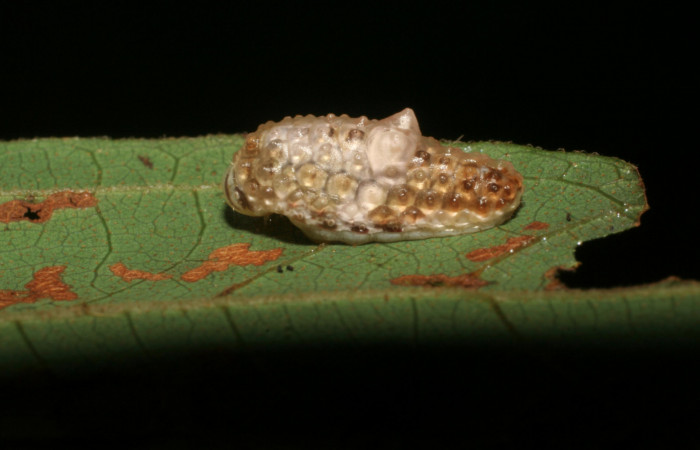 Fig. 16 Larva <i>Dalcerides gugelmanni</i></i> (Dalceridae), vista diagonal mide 9mm. Pasmompa, Sector Pitilla, 440m. 06-SRNP-33734-DHJ416325.