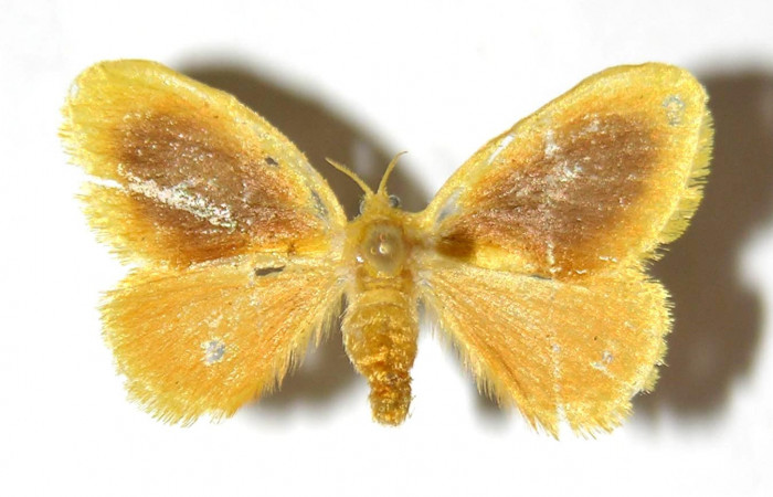 Fig. 1 Adulto <i>Dalcerides mesoa</i></i> (Dalceridae), vista dorsal mide 22mm. Sendero Toma Agua, Sector Cacao, 740m. 03-SRNP-3165-DHJ329766.