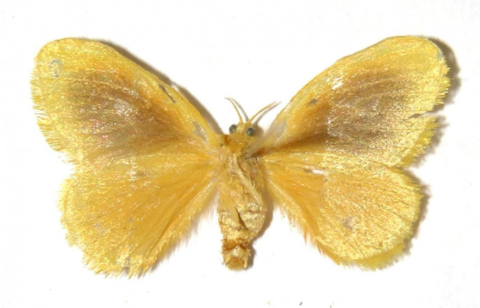 Fig. 2 Adulto <i>Dalcerides mesoa</i></i> (Dalceridae), vista dorsal mide 22mm. Sendero Toma Agua, Sector Cacao, 740m. 03-SRNP-3165-DHJ329767.