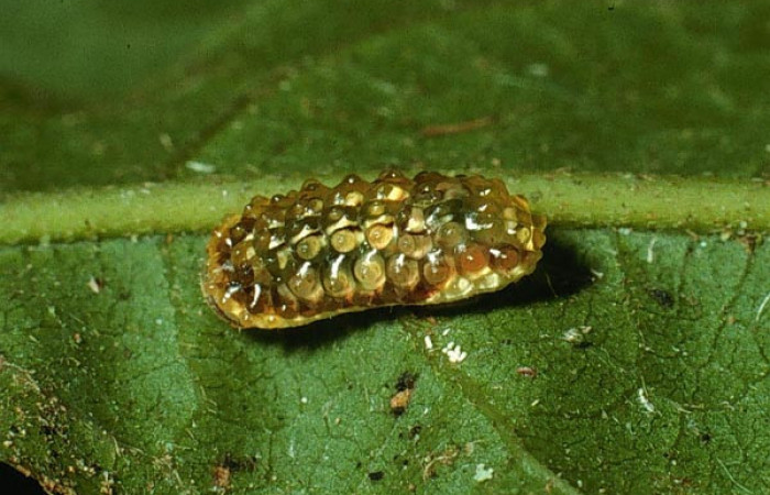 Fig. 3 Larva <i>Dalcerides mesoa</i></i> (Dalceridae), vista dorsal mide 7mm. Sendero Agua, Sector Cacao 740m. 03-SRNP-3137-DHJ72145.