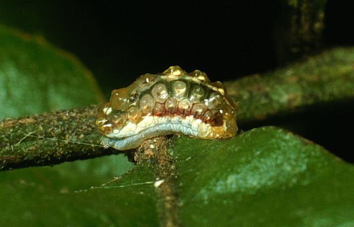 Fig. 4 Larva <i>Dalcerides mesoa</i></i> (Dalceridae), vista dorsal mide 7mm. Sendero Agua, Sector Cacao 740m. 03-SRNP-3137-DHJ72146.