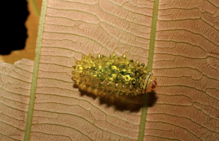 Fig. 5 Larva <i>Dalcerides mesoa</i></i> (Dalceridae), vista dorsal mide 13mm. Estacion Caribe, Estacion Caribe Pitilla, 740m. 07-SRNP-42025-DHJ427714.