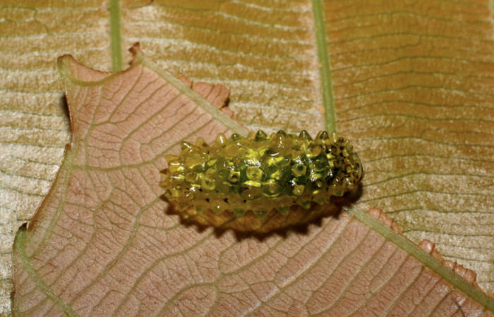 Fig. 6 Larva <i>Dalcerides mesoa</i></i> (Dalceridae), vista dorsal mide 13mm. Estacion Caribe, Estacion Caribe Pitilla, 740m. 07-SRNP-42025-DHJ427716.jpg